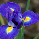 Irisul - floarea regala